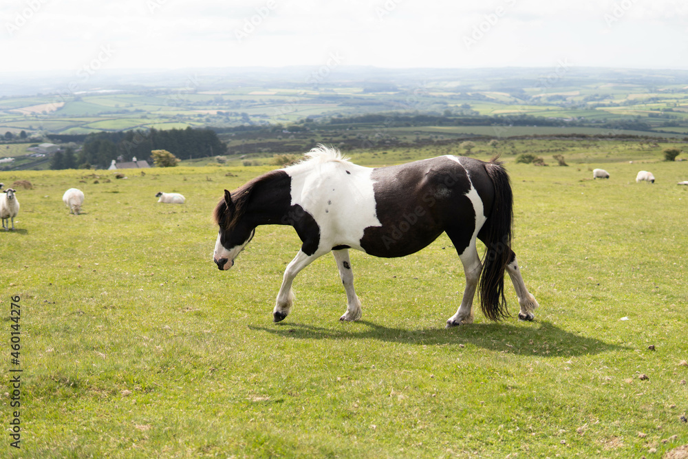 A wild pregnant adult beautiful horse walking in the middle of nature in the UK