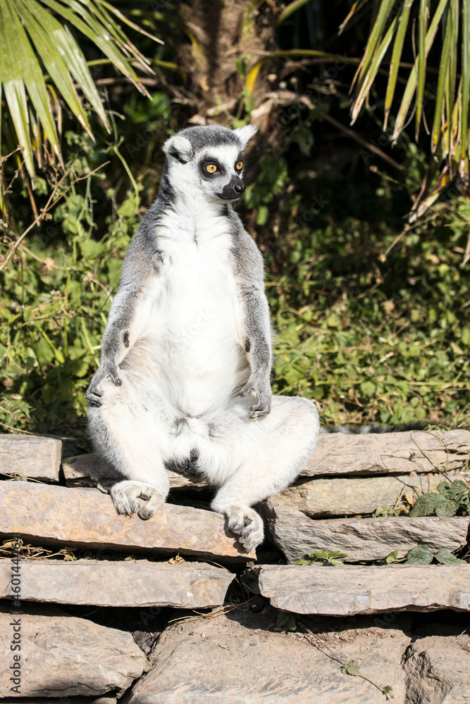 Fototapeta premium ring tailed monkey