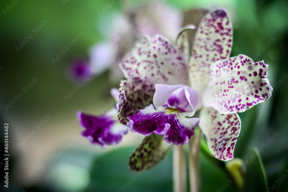 Orquídea. Rio Grande do Sul. Brasil (orchid) Orquídea. Rio Grande do Sul. Brasil (orchid)