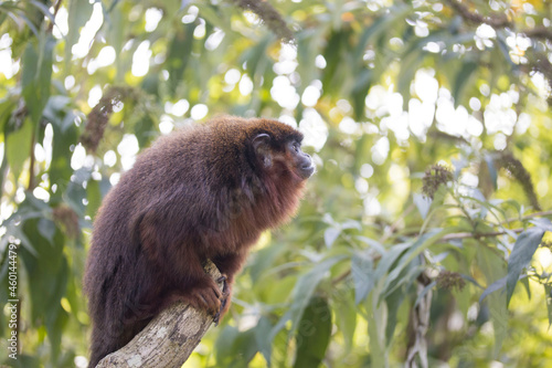 rainforest monkey titi in the zoo