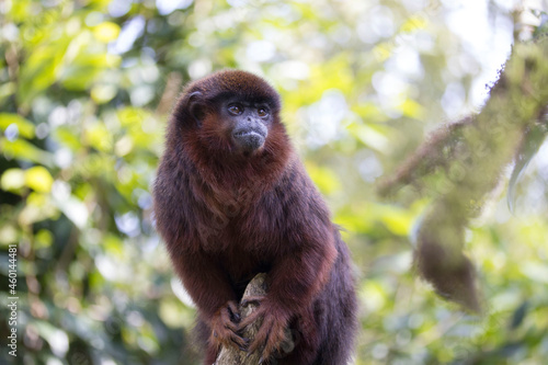 rainforest monkey titi in the zoo