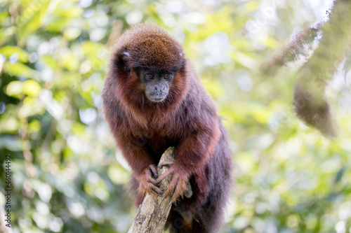 rainforest monkey titi in the zoo photo