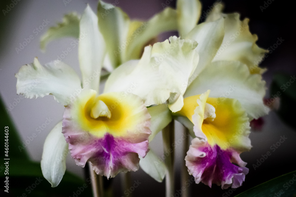 Orquídea. Rio Grande do Sul. Brasil (orchid) Orquídea. Rio Grande do Sul. Brasil (orchid)