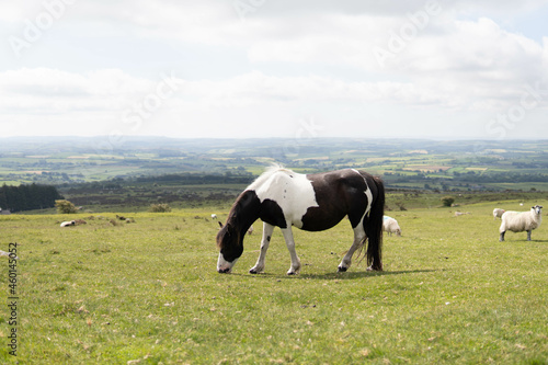 A wild pregnant adult beautiful horse walking in the middle of nature in the UK