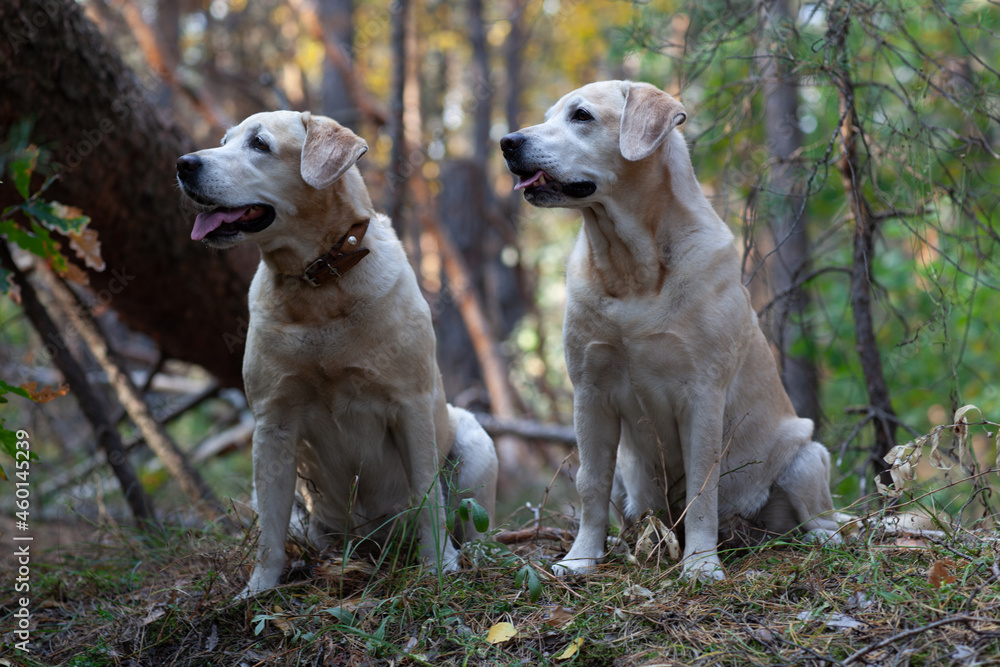 Young yellow happy labradors in the park on a warm autumn day