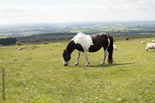 A wild pregnant adult beautiful horse walking in the middle of nature in the UK © Irene Castro Moreno