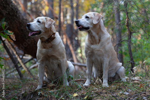 Young yellow happy labradors in the park on a warm autumn day photo