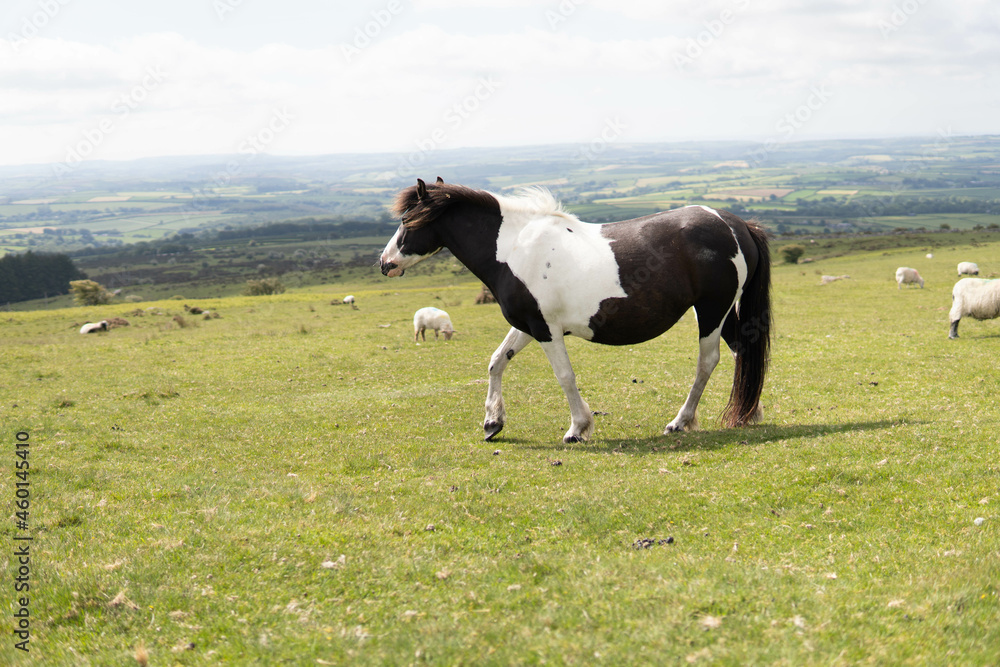 A wild pregnant adult beautiful horse walking in the middle of nature in the UK