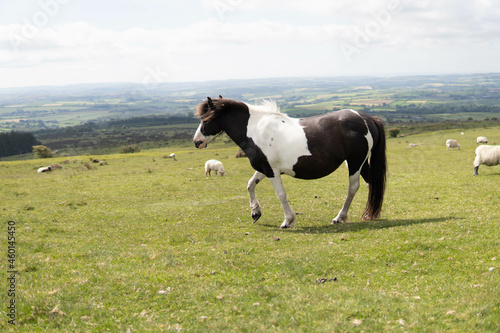 A wild pregnant adult beautiful horse walking in the middle of nature in the UK © Irene Castro Moreno