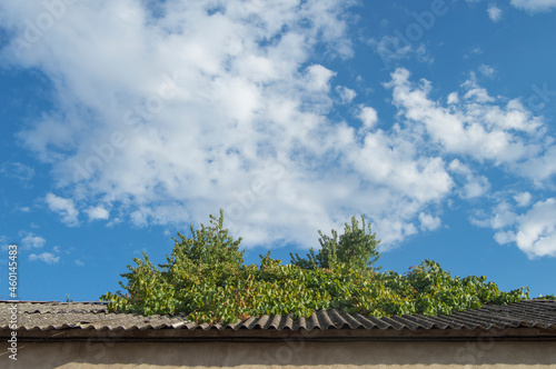 old corrugated roof and plants with leaves on top with sky and clouds in the background