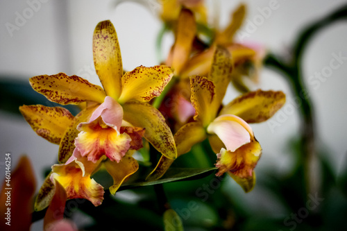 Orquídea. Rio Grande do Sul. Brasil (orchid)