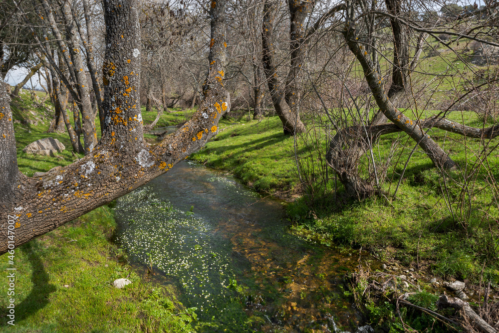 Views of the Tejada Stream, in the Dehesa of Navalvillar, Colmenar Viejo, Madrid, Spain Views of the Tejada Stream, in the Dehesa of Navalvillar, Colmenar Viejo, Madrid, Spain