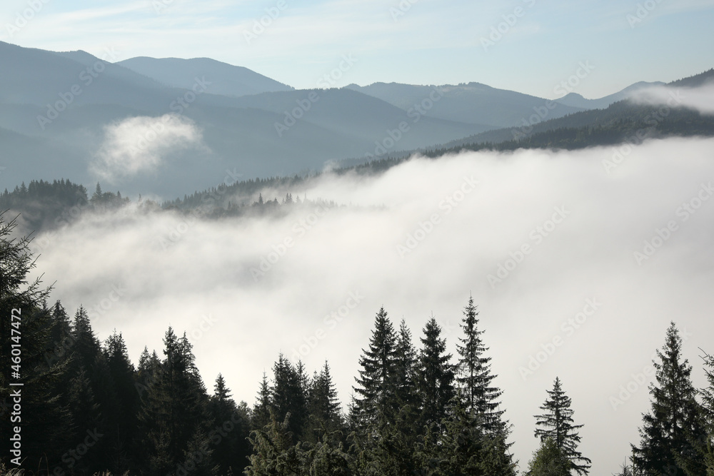 Picturesque view of foggy forest. Beautiful mountain landscape