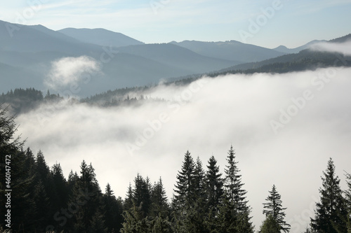 Picturesque view of foggy forest. Beautiful mountain landscape © New Africa
