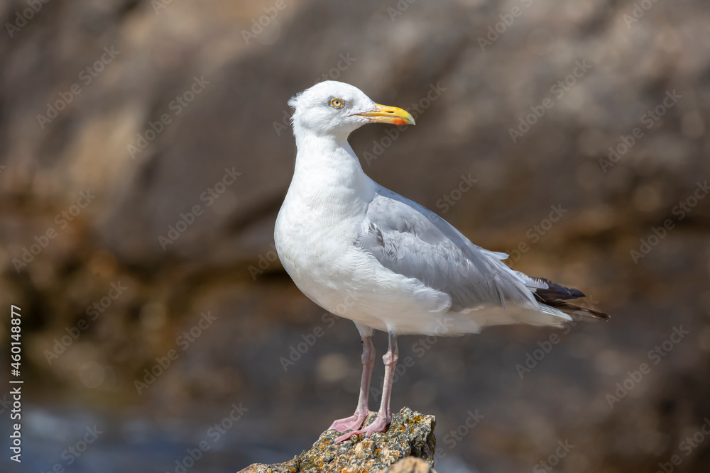 Goéland Goéland