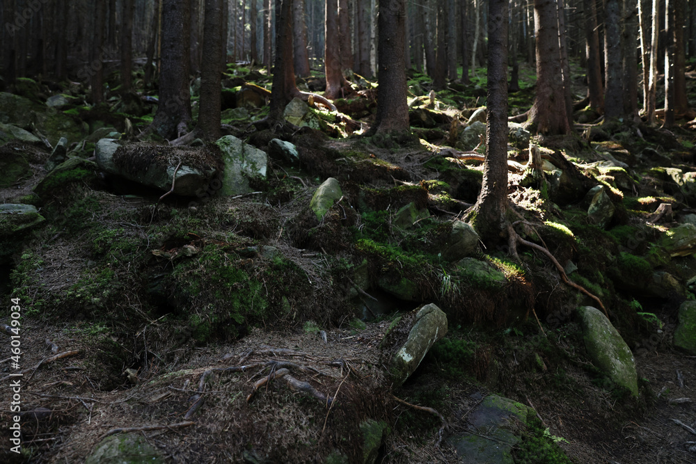 Picturesque view of stones in beautiful mountain forest Picturesque view of stones in beautiful mountain forest