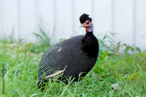 Black guinea fowl in the grass. Aviary for birds. Bird Farm photo