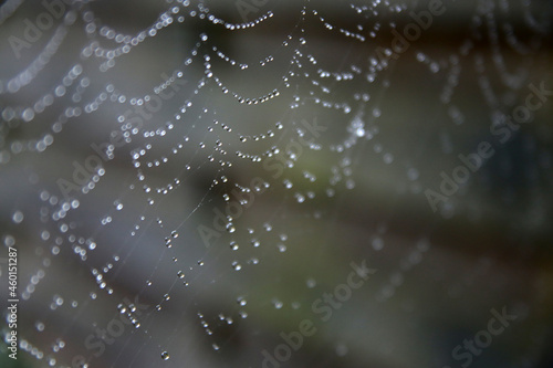 Spider net texture close up photo. Water drops on a surface. Abstract autumn background.
