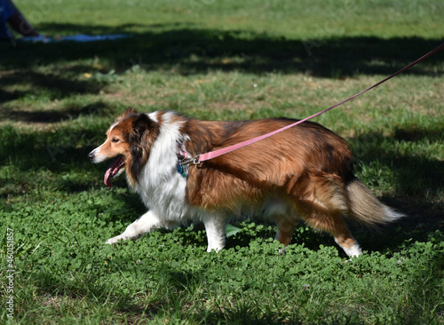 Shetland Sheepdog (Sheltie) on a Pink Leash Goes for a Walk in the Park
