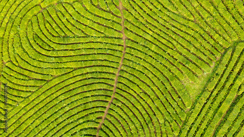 Aerial view shot from drone of green tea plantation  Top view aerial photo from flying drone of a tea plantation