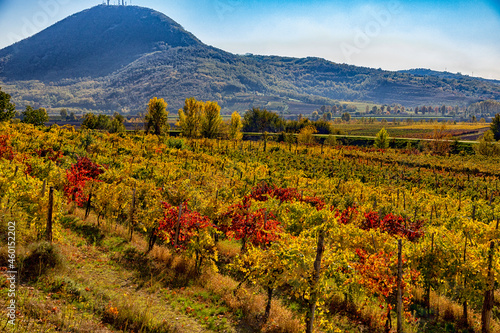 un campo di vigne in autunno