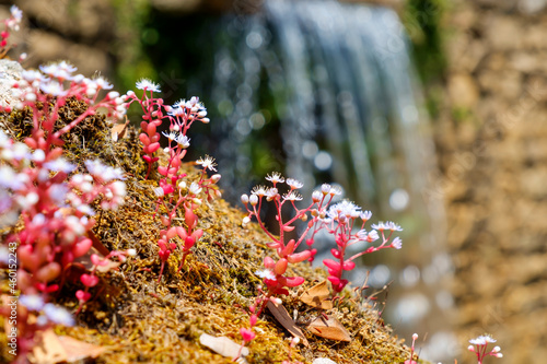 Wasserfall mit Blüten
