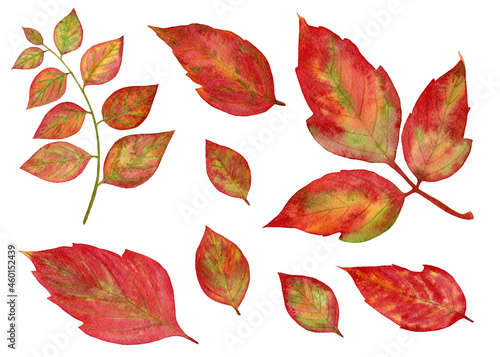 Hand drawn watercolor illustration. Set of autumn leaves. Design elements. Perfect for seasonal advertisement, invitations, cards.