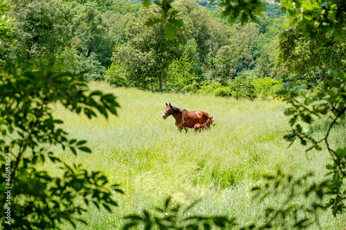 Pferd mit Fohlen