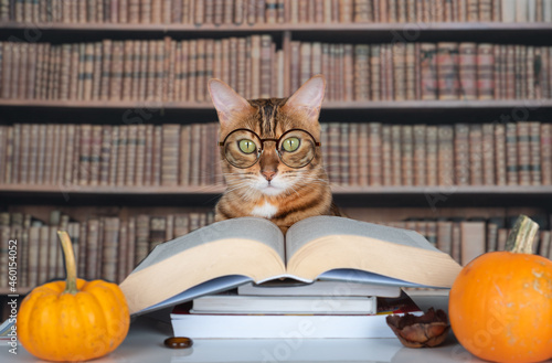 Cat with glasses near an open book in the library photo