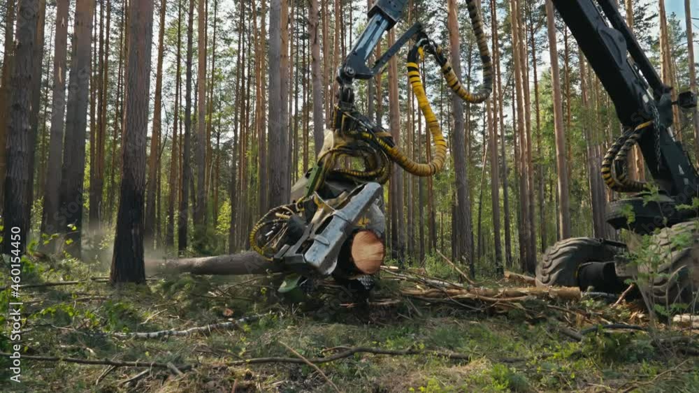 Harvester Machine Using Industrial Crane To Process Tree Into Lumber