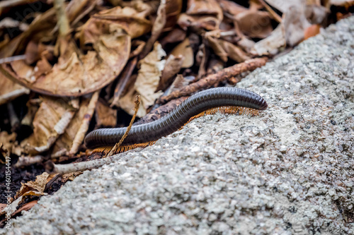 African centipede crawls in the rainforest. An exotic animal of the tropics.