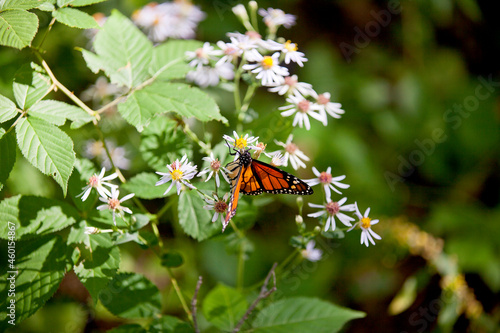 A monarch butterfly feeding on nectar from white flowers.