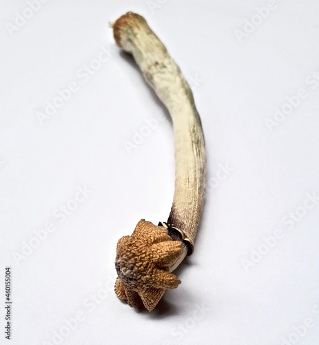 Psilocybin mushroom dried photo