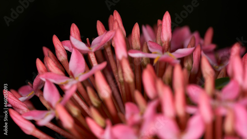 Chinese Ixora (Flash) Different view pink flower