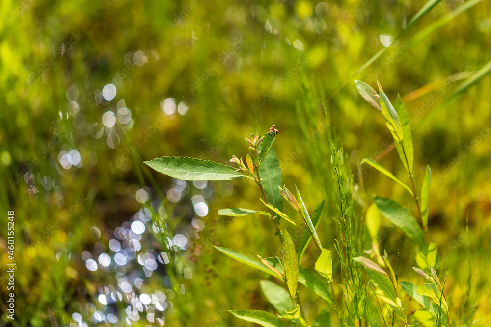 Blooming flowers of meadow flowers in the meadow. The background is green. Blooming flowers of meadow flowers in the meadow. The background is green.