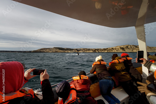 Tourists observe from a boat a southern right whale sticking its tail to the surface in Valdez Peninsula, Argentina photo
