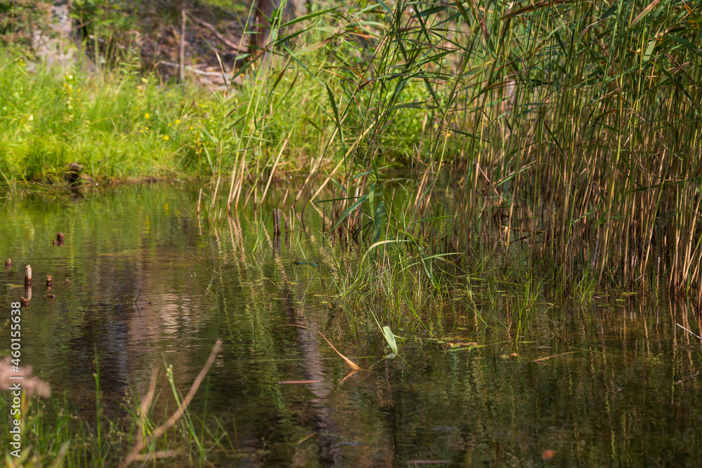 Swamp water level. Grass and reeds grow from the water. Swamp water level. Grass and reeds grow from the water.