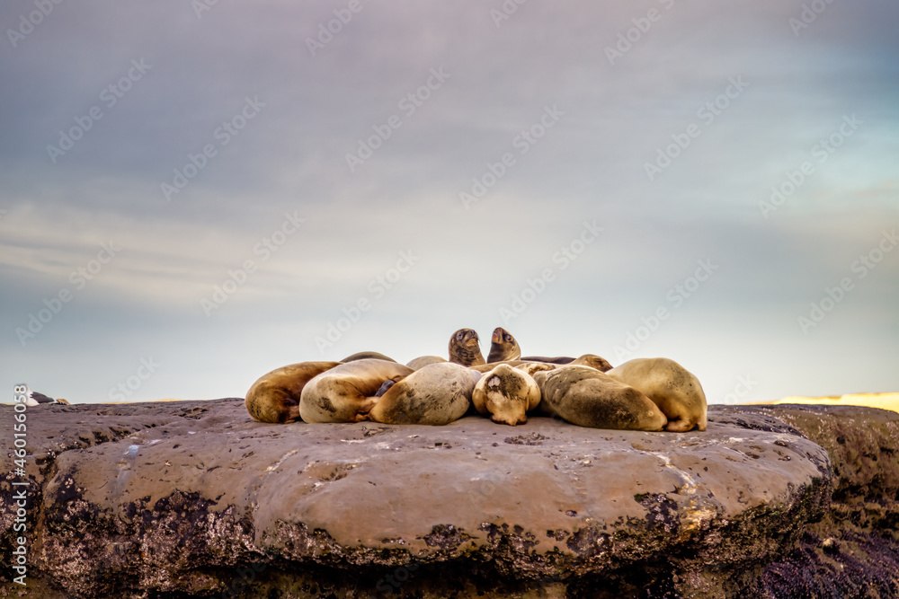 Φωτογραφία Group of sea lions rest on a rock in the sea in Puerto Piramides, Argentina