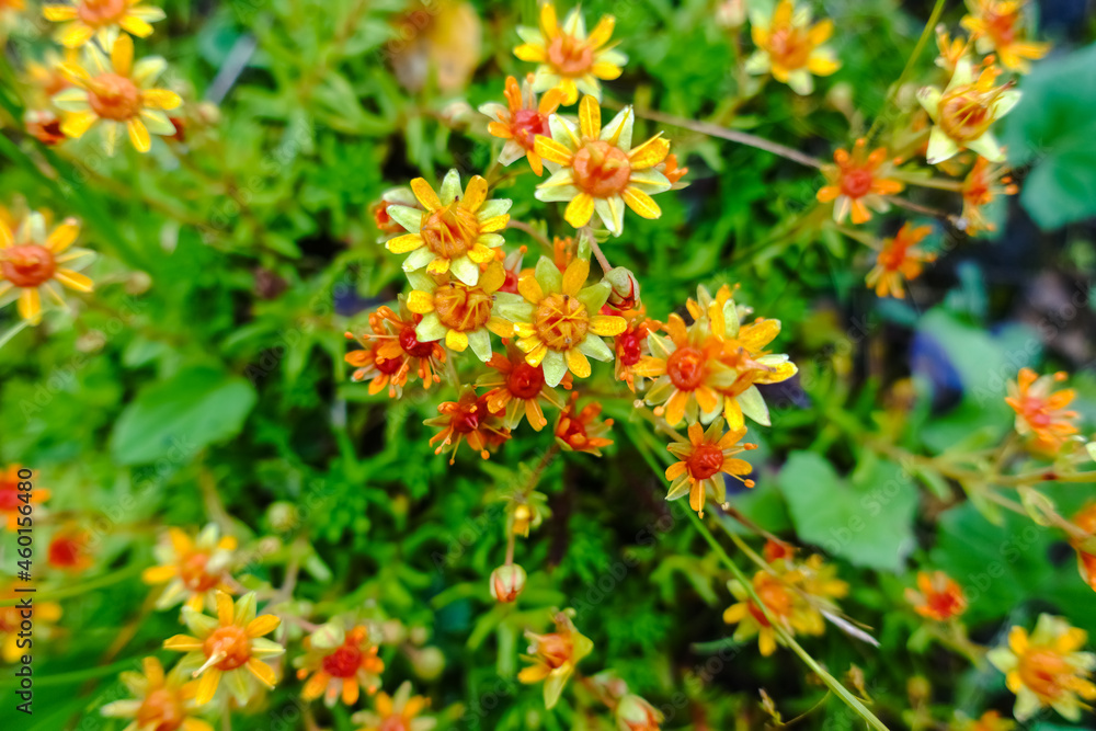 amazing yellow orange detailed blossom in the mountains amazing yellow orange detailed blossom in the mountains