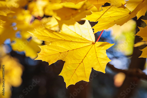 Maple yellow leaves in the autumn park. The season is autumn.
