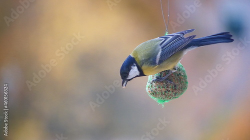Bird tit