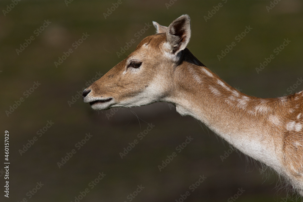 The European fallow deer or common fallow deer (Dama dama) The European fallow deer or common fallow deer (Dama dama)