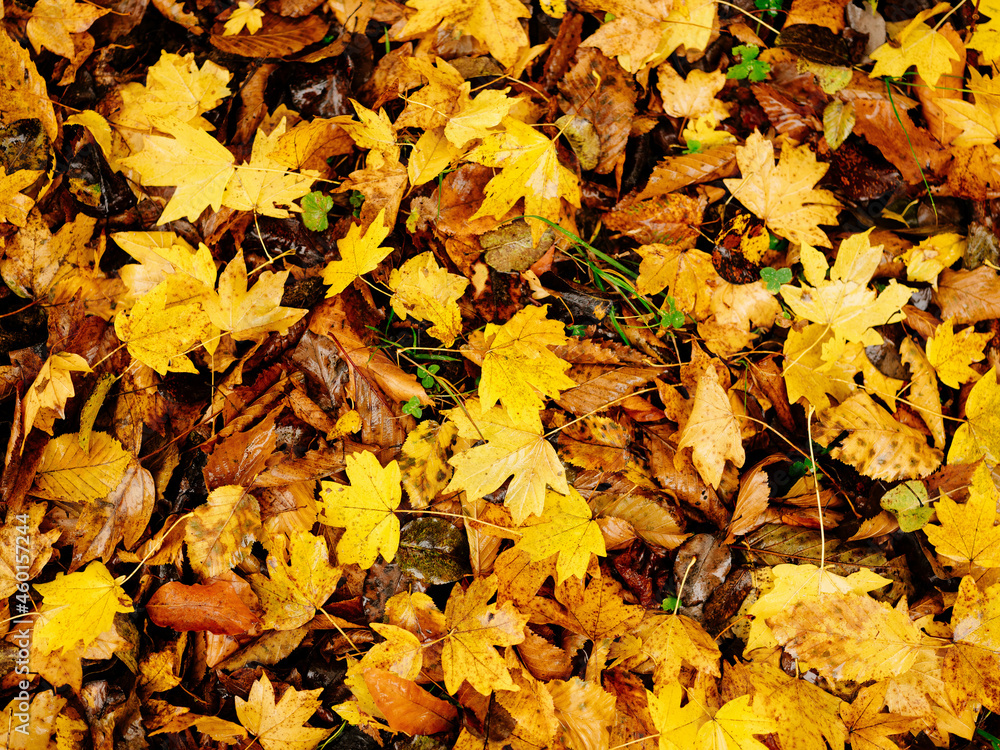 yellow leaves on the ground autumn forest close-up nature