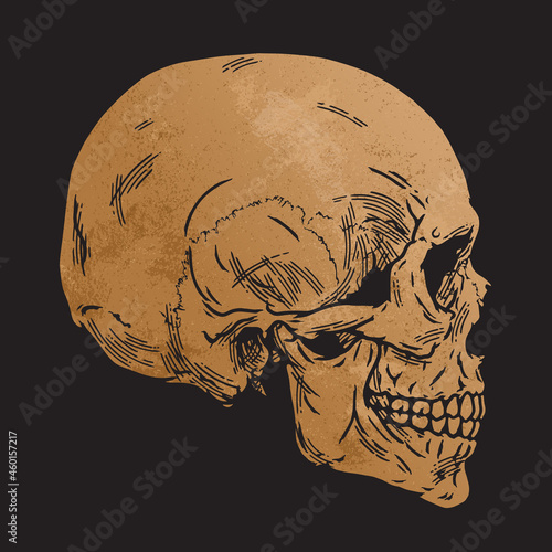 Human Skull, Side View,  Skeleton Head, Hand Drawn Clipart, Vector Illustration