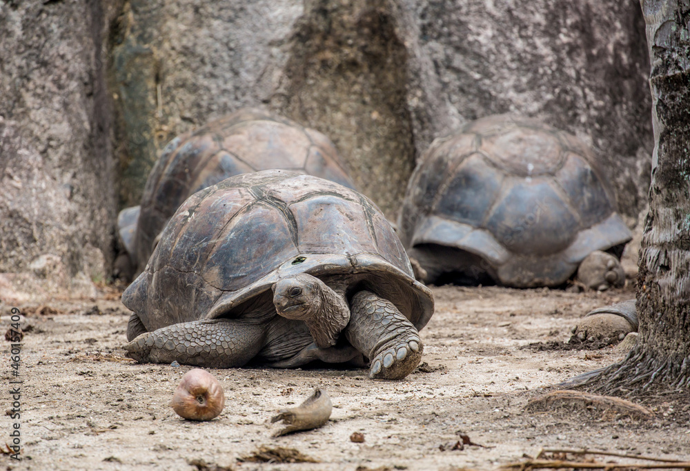 Gigantic Turtles in Seychelles, Rare Endemic Species, Giant Turtle, Aldabra Island, Population,Gigantic Turtles in Seychelles, Rare Endemic Species, Giant Turtle, Aldabra Island, Population, in Water Gigantic Turtles in Seychelles, Rare Endemic Species, Giant Turtle, Aldabra Island, Population,Gigantic Turtles in Seychelles, Rare Endemic Species, Giant Turtle, Aldabra Island, Population, in Water