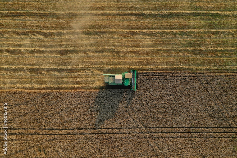 Aerial view of green harvester combine harvesting golden ripe wheat field at sunset. Agriculture machine. Summer autumn works. Nature. Russia. Minimalism abstract photography.