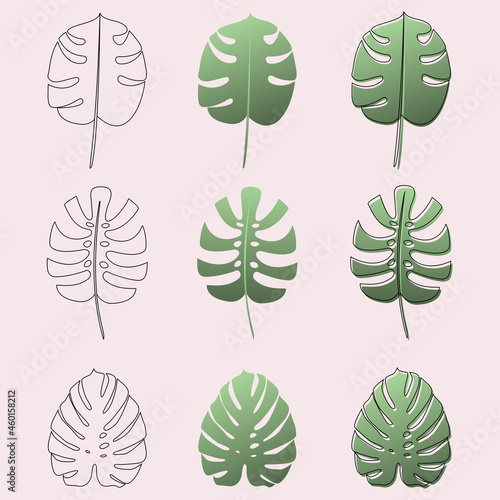 Set of leaves  monstera outlines. Vector illustration.