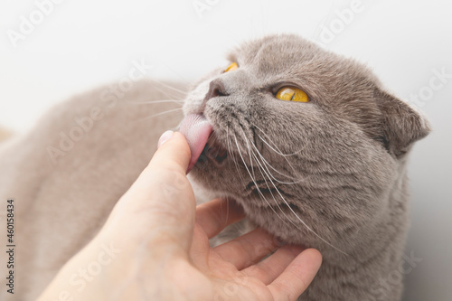 Fototapeta Naklejka Na Ścianę i Meble -  Cat licking finger of human hand on white background.