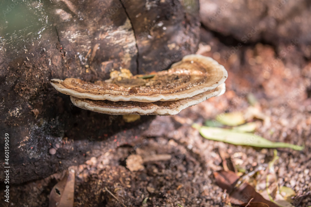 Naklejka premium Oyster mushrooms close-up in the forest, autumn harvest, the concept of vegetables and raw food. Tropical mushrooms.