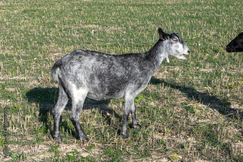 Cabra gris en el campo